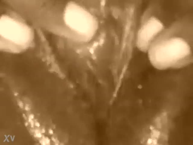 Culona, poppona e in carne...questa e` la mia fidanzata mulatta!